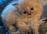Dollface Male CFA Lynx Point Himalayan - Himalayan Kitten For Sale - Perry&comma; FL&comma; US