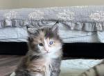Alisha - Maine Coon Kitten For Sale - Melbourne&comma; FL&comma; US