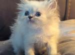 Little Dollface Female CFA Lynx Point Himalayan - Himalayan Kitten For Sale - Perry&comma; FL&comma; US