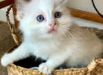 Mikey - Ragdoll Cat For Sale - Mount Joy&comma; PA&comma; US