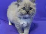 Jimmy - Ragdoll Kitten For Sale - Etters&comma; PA&comma; US