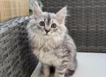 Beautiful Silver Maine Coon kitten Luna - Maine Coon Kitten For Sale - Beach Park&comma; IL&comma; US