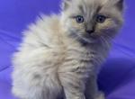 Mike - Ragdoll Kitten For Sale - Etters&comma; PA&comma; US