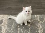 White boy 1 - Ragdoll Kitten For Sale - 