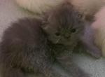 Samira - Himalayan Kitten For Sale - Germantown&comma; MD&comma; US