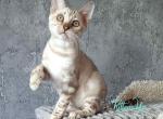 Stefani - Bengal Cat For Sale - Norwalk&comma; CT&comma; US