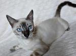Helena - Bengal Cat For Sale - Norwalk&comma; CT&comma; US