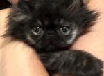 Black smoke - Persian Kitten For Sale - 