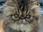 Brown tabby - Persian Kitten For Sale - Clay&comma; PA&comma; US