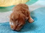 Sherbet - Siberian Kitten For Sale - Clintwood&comma; VA&comma; US