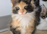 Zorro - Maine Coon Kitten For Sale - Freysville&comma; PA&comma; US