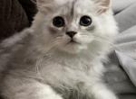 Livvys Silver Ragamuffin girl 1 - Ragamuffin Cat For Sale - Salem&comma; OR&comma; US