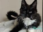 Katy - Maine Coon Cat For Sale - Miami&comma; FL&comma; US