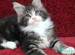 David&lowbar; - Maine Coon Kitten For Sale - Miami&comma; FL&comma; US