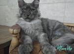 Quentin - Maine Coon Cat For Sale - Miami&comma; FL&comma; US