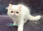 Feona - Persian Kitten For Sale - Hollywood&comma; FL&comma; US