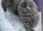 Yasmin - Scottish Fold Kitten For Sale - Hollywood&comma; FL&comma; US