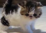BROWN PATCHED TABBY AND WHITE EXOTIC BABY GIRL - Exotic Kitten For Sale - Tarentum&comma; PA&comma; US