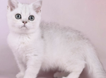 Vegas - British Shorthair Cat For Sale - Brighton&comma; CO&comma; US