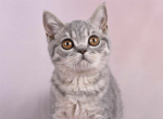 Fergie - British Shorthair Cat For Sale - Brighton&comma; CO&comma; US