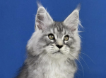 Rocco - Maine Coon Cat For Sale - Brighton&comma; CO&comma; US