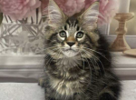 Arnold - Maine Coon Cat For Sale - Brighton&comma; CO&comma; US