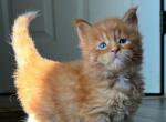 Bozhena - Maine Coon Kitten For Sale - Melbourne&comma; FL&comma; US
