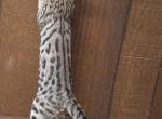 Introducing Darky F3 Savannah Male Kitten - Savannah Cat For Sale - New Holland&comma; PA&comma; US