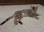 F3 Savannah Male Kitten   Diesel is Available Now - Savannah Cat For Sale - New Holland&comma; PA&comma; US