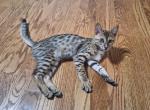 F3 Savannah Kitten Daisy is Available Now - Savannah Cat For Sale - New Holland&comma; PA&comma; US
