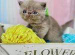 Elias Lilac Boy - Exotic Cat For Sale - Gibsonton&comma; FL&comma; US
