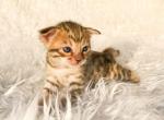 SBT F7 Brown Spotted Savannah Kitten - Savannah Kitten For Sale - Sunbury&comma; OH&comma; US