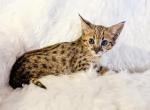 F2 Brown Spotted Savannah Kitten - Savannah Kitten For Sale - Sunbury&comma; OH&comma; US