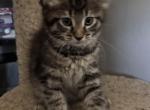 Harley - Maine Coon Kitten For Sale - 