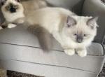 Charlie boy - Ragamuffin Kitten For Sale - Butler&comma; PA&comma; US