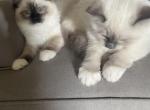 Billy - Ragdoll Cat For Sale - Butler&comma; PA&comma; US
