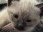 Rose - Siamese Kitten For Sale - Plainfield&comma; IN&comma; US