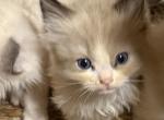 September Litter - Ragdoll Kitten For Sale - Church Hill&comma; TN&comma; US