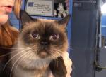 Rosalita - Siamese Cat For Sale/Retired Breeding - Watseka&comma; IL&comma; US