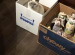 Beatrix - Siamese Kitten For Sale - Watseka&comma; IL&comma; US