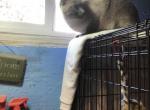 Izzabella - Siamese Cat For Sale - Watseka&comma; IL&comma; US