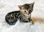 Beautiful Brown Spotted Bengal Kittens - Bengal Kitten For Sale - Sunbury&comma; OH&comma; US