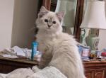 TICA Lynx Ragdoll Kitten Female - Ragdoll Cat For Sale - Bryan&comma; TX&comma; US