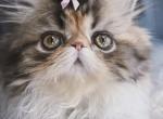 Ginger - Persian Kitten For Sale - Arlington Heights&comma; IL&comma; US