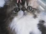 Chloe Patches - Persian Kitten For Sale - Arlington Heights&comma; IL&comma; US