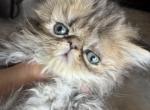 Celestial Lina - Persian Kitten For Sale - Fort Worth&comma; TX&comma; US