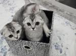Bella's 2nd litter - Scottish Fold Cat For Sale - Grove City&comma; OH&comma; US