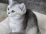 Bella's 2nd litter girl - Scottish Straight Cat For Sale - Grove City&comma; OH&comma; US
