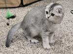 Bella's 2nd litter boy - Scottish Fold Cat For Sale - Grove City&comma; OH&comma; US
