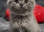 British SH blue female - British Shorthair Kitten For Sale - 